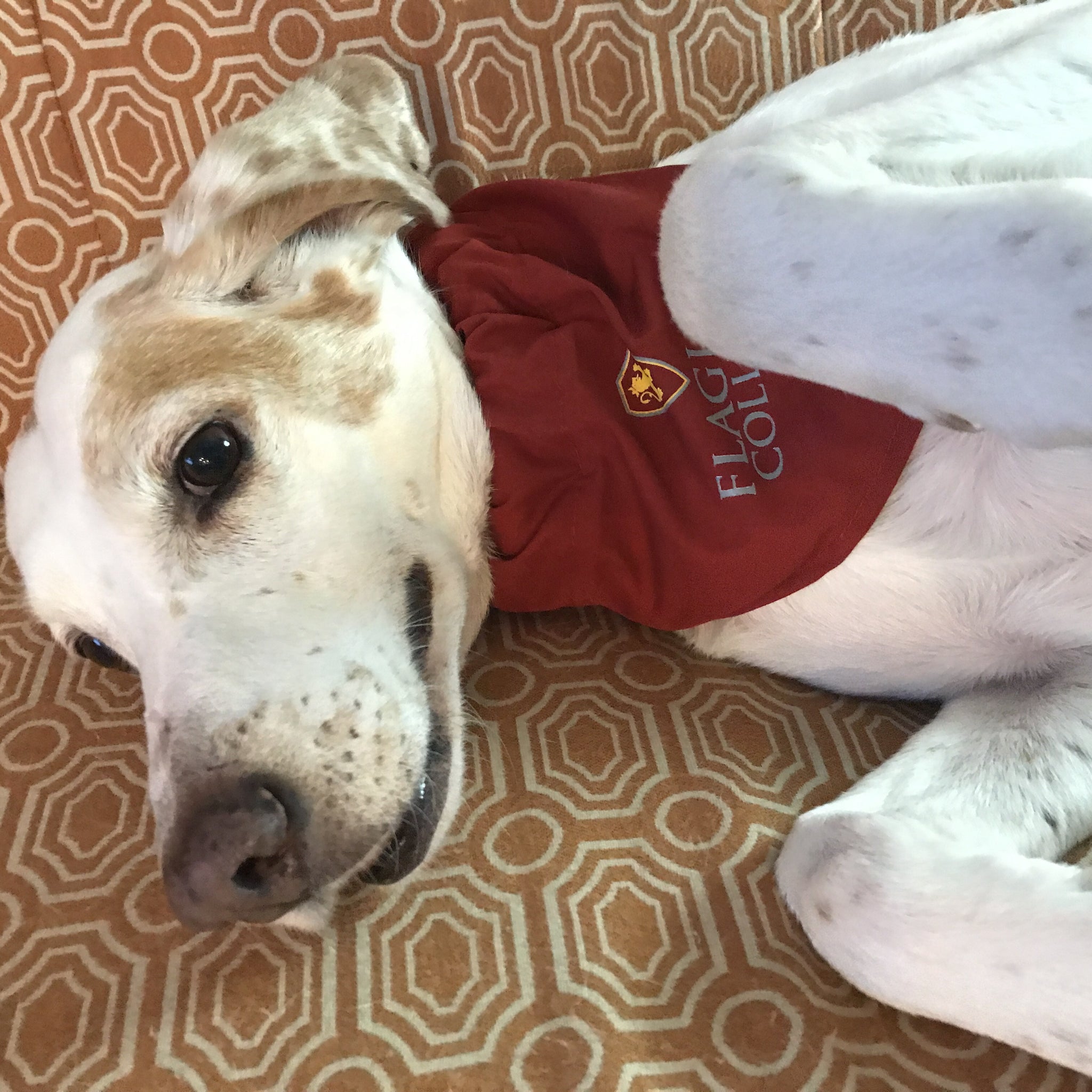 red dog bandanna with Flagler college printed in white and shield printed in red and gold
